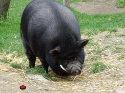 Ostersonntagspaziergang durch den Böhmischen Prater